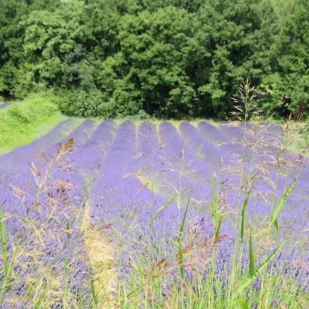 Vakantiehuis Gite Les Tilleuls